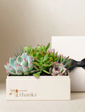 Assorted green and pink succulents in a cream-colored gift box with a Giving Thanks floral design and black ribbon. - Image 