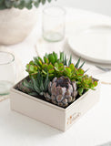 Assorted succulents in a square beige gift box labeled Giving Thanks, set on a white table for a Thanksgiving centerpiece. - Image 