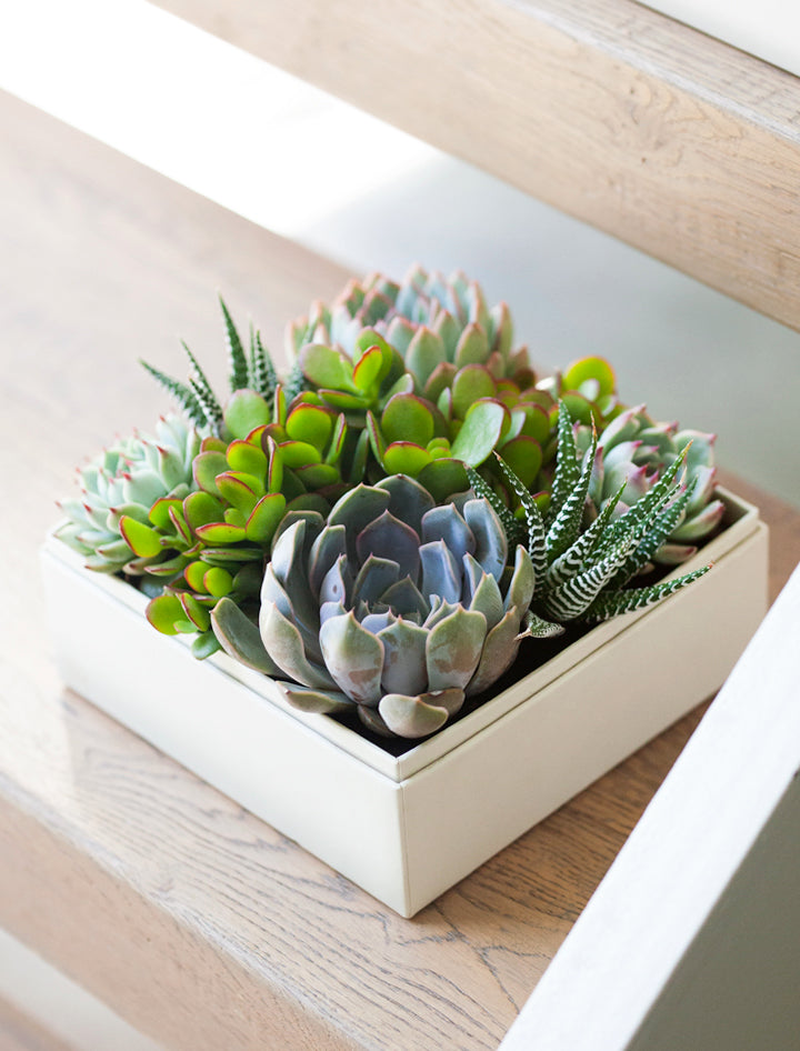 succulent square Unique Thank You Gift Ideas | Best Thank You Gifts