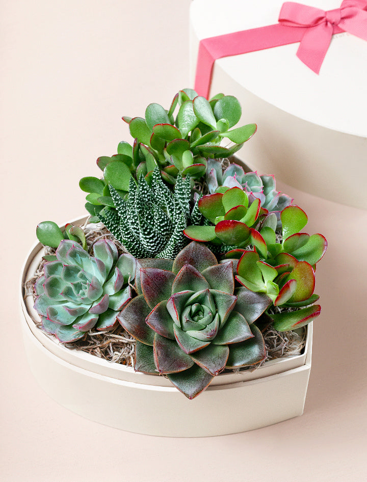 Valentine's Day Heart Garden