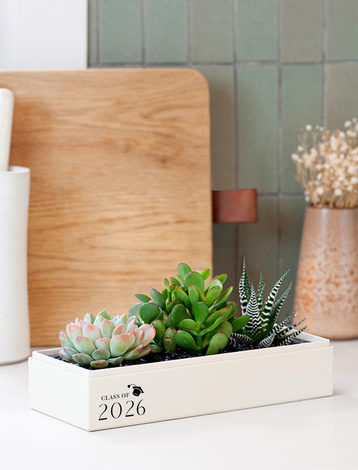 congratulations succulents Graduation Gift | Congratulations Gift Delivery | Succulent Plant Gift Delivery