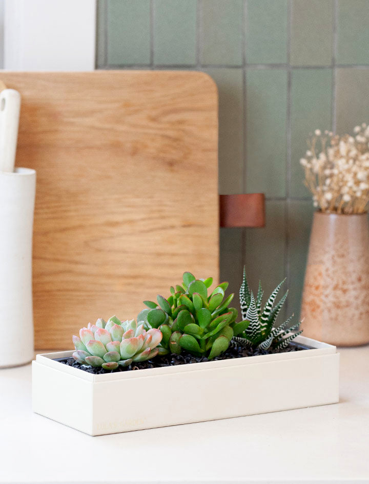 The Verdant Garden | Succulent Gifting | Fast Delivery – Lula's Garden