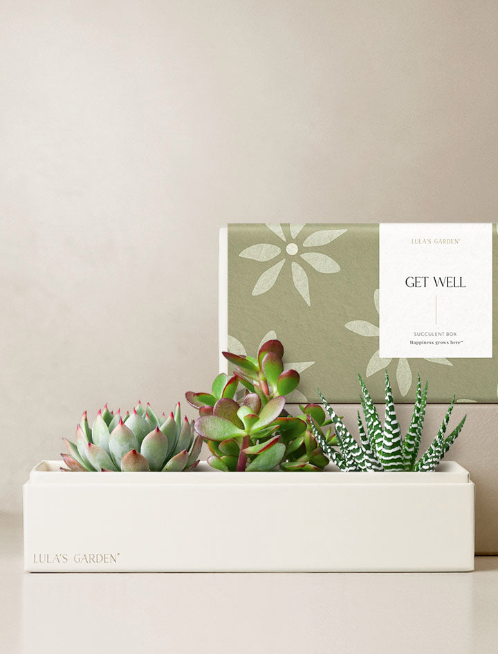 sweet succulent heart garden Succulent Heart Gifts | Succulent Gardens | Lula's Garden