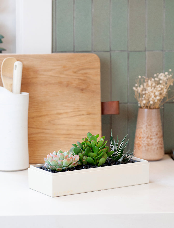 desk succulent gift Succulent Gift