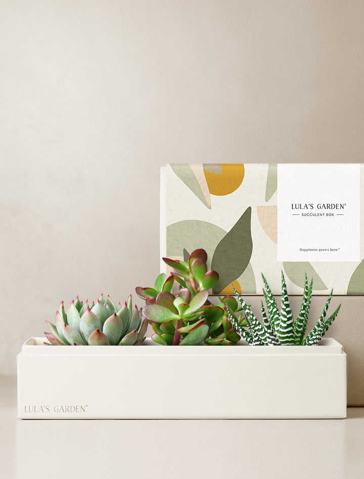 verdant succulent garden Verdant Garden | Gifts for Plant Lovers By Lula's Garden | Succulent Gift Delivery