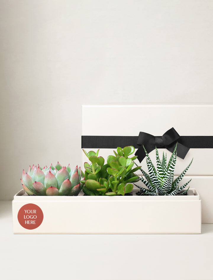 pricing succulents Corporate Christmas Gifts | Corporate Gifts For Clients, Employees, Events, Special Occasions