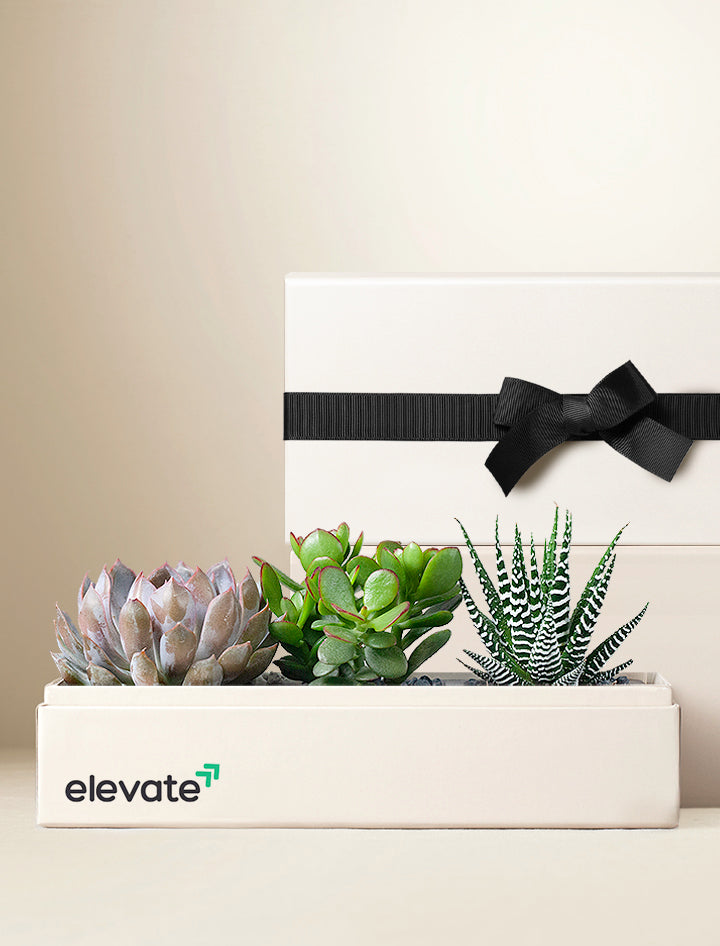 money tree box Custom Gift Delivery | Personalized Money Tree