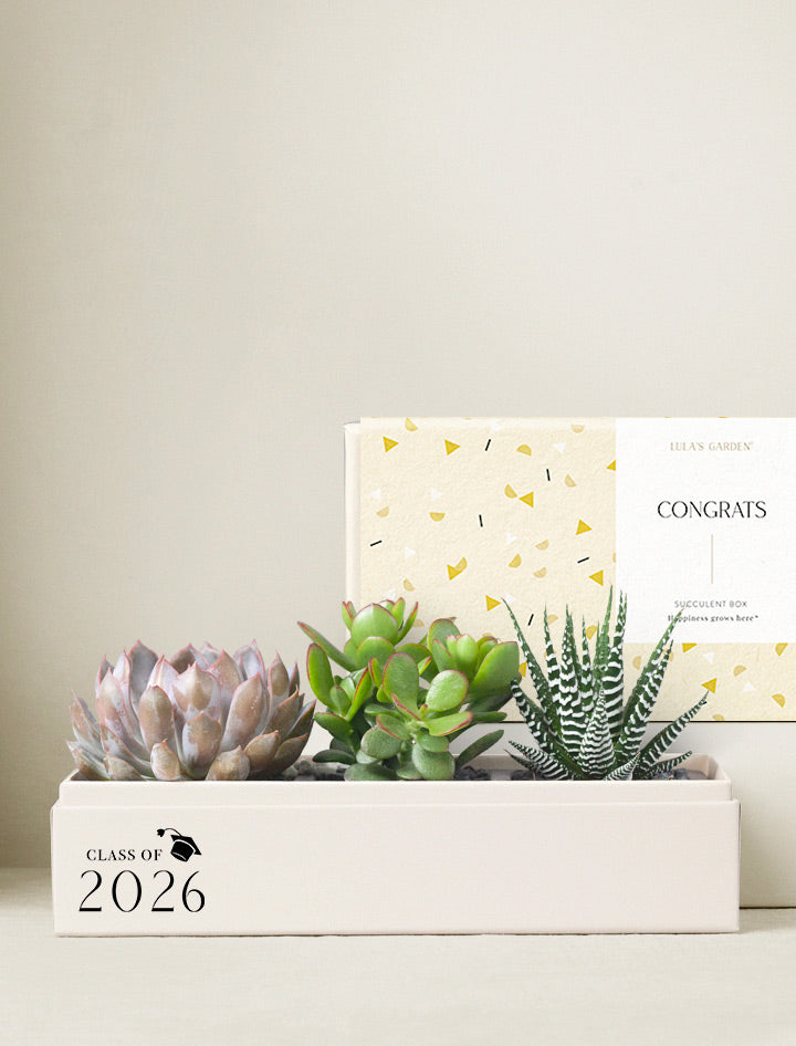 succulent graduation party Graduation Gift | Congratulations Gift Delivery | Succulent Plant Gift Delivery