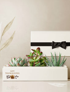Thanksgiving Verdant Garden