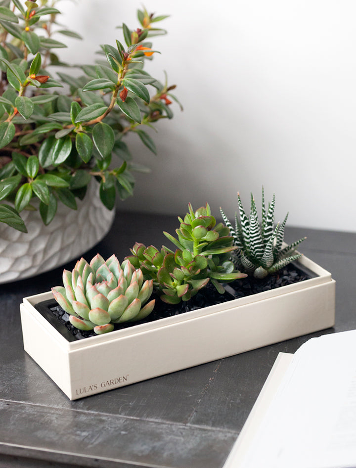 Best Holiday Gifts 2024 | Succulent Gift Delivery