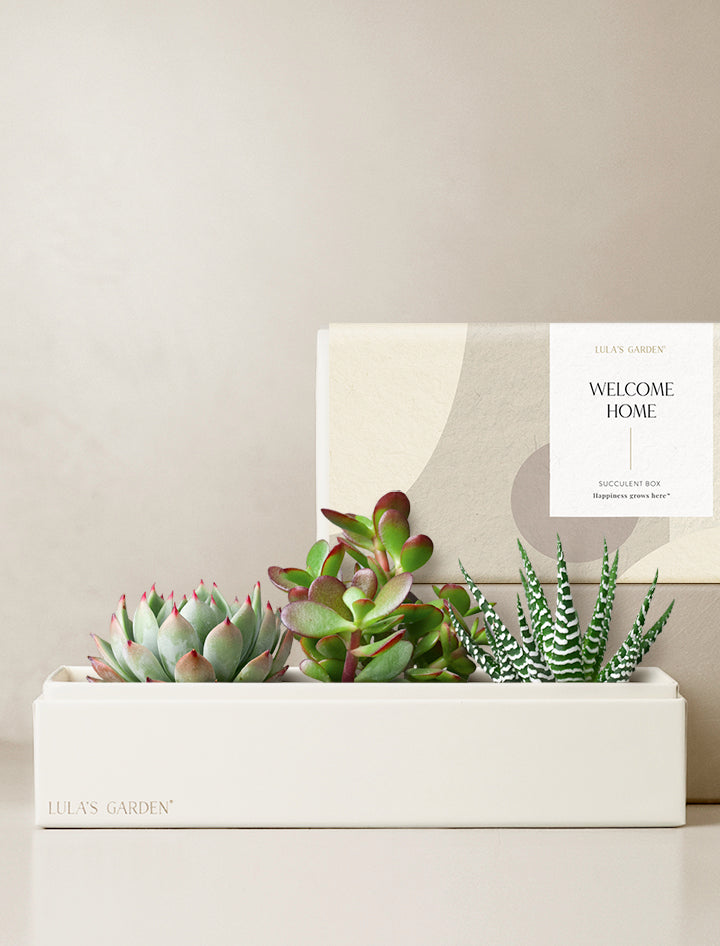 natural succulents gift box Succulent Arrangement | Succulent Gifting