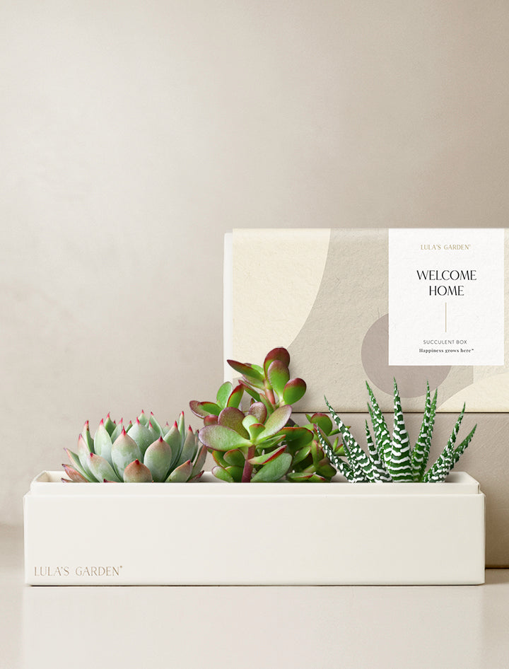 bed bath and beyond succulents Succulent and Cacti Gift Delivery | Verdant Garden