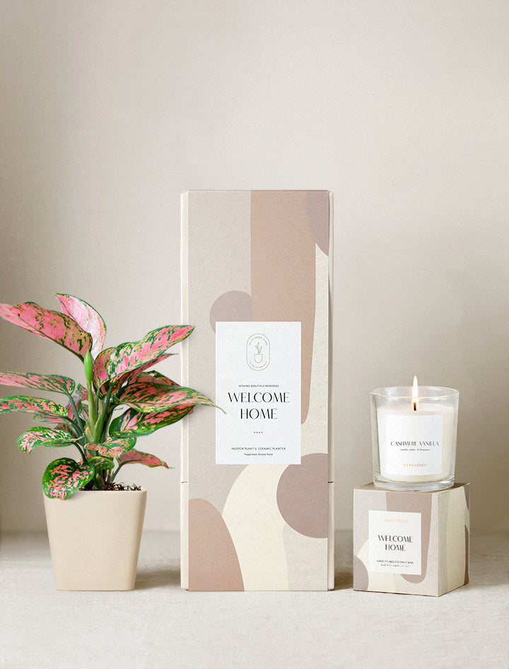 house plant gift delivery uk Housewarming Gifts | Unique Succulent Gift Ideas | Succulent Gift Delivery