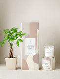Plant next to gift box and candle. - Image 