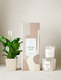 Plant next to gift box and candle. - Image 