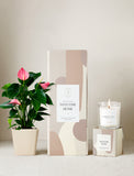 Plant next to gift box and candle. - Image 