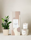 Plant next to gift box and candle. - Image 