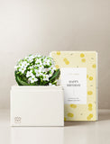 White Kalanchoe Garden