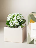 White Kalanchoe Garden