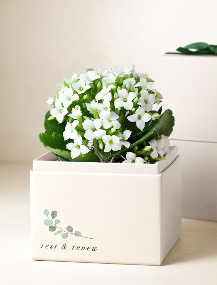 Wellness Month White Kalanchoe Garden