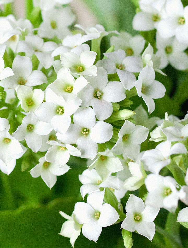 Wellness Month White Kalanchoe Garden