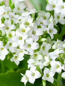Wellness Month White Kalanchoe Garden