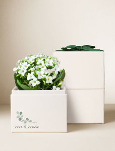 Wellness Month White Kalanchoe Garden