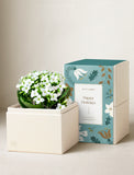 White kalanchoe plant in a cream gift box next to a teal and gold Happy Holidays decorative box. - Image 