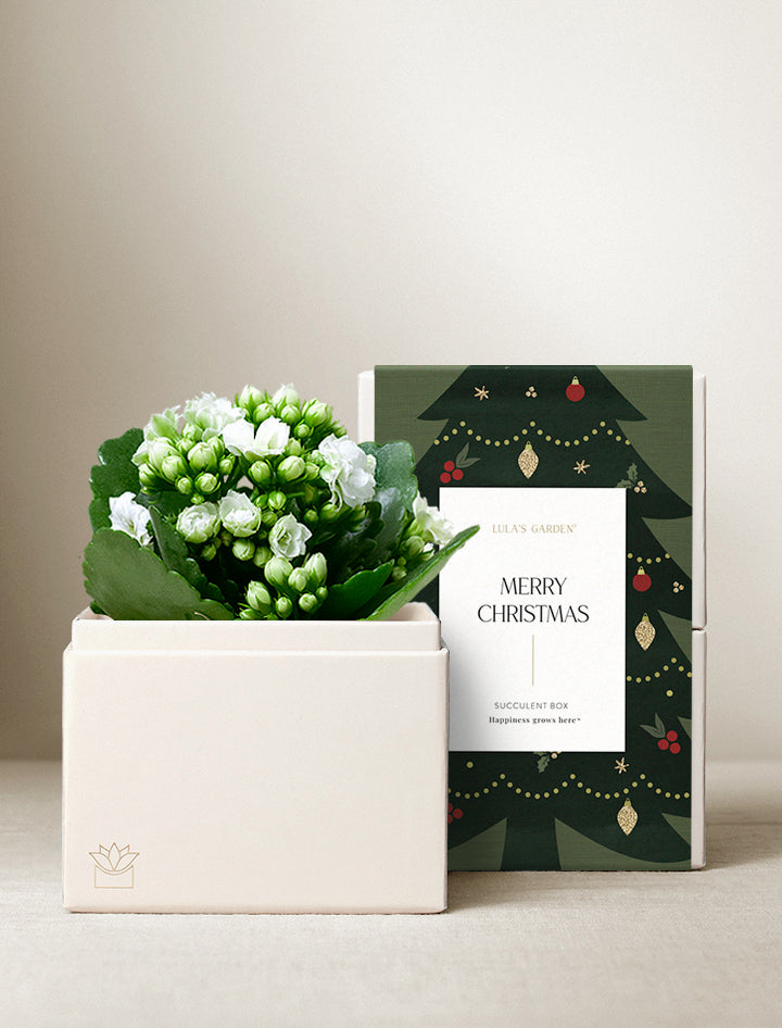 Christmas Kalanchoe Garden