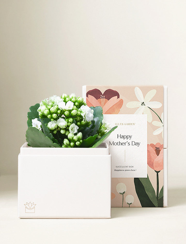 Mother's Day White Kalanchoe Garden Gift Set