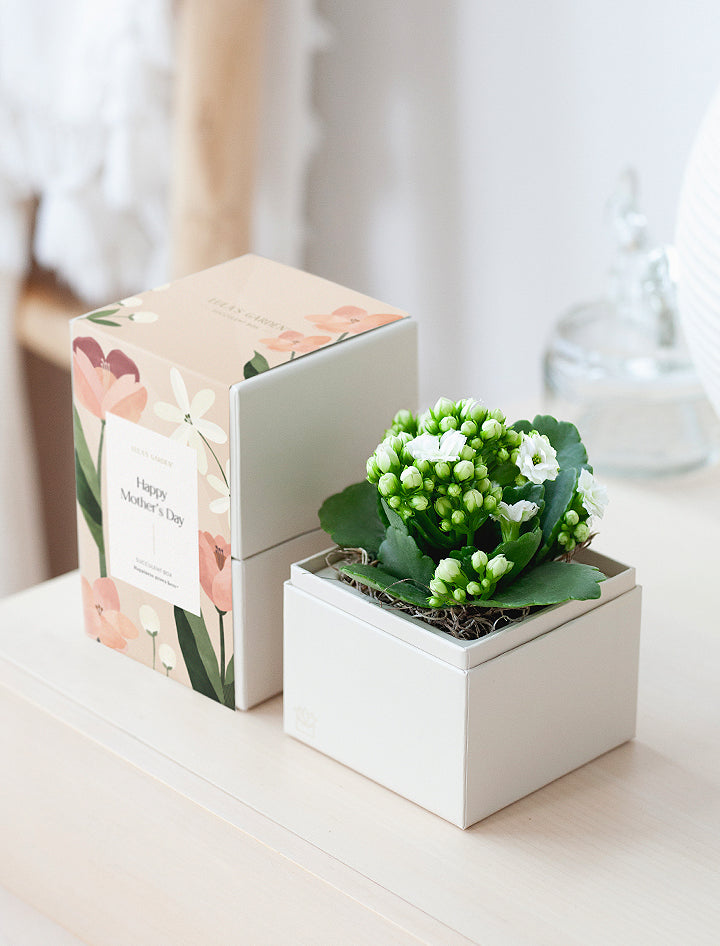 Mother's Day White Kalanchoe Garden Gift Set