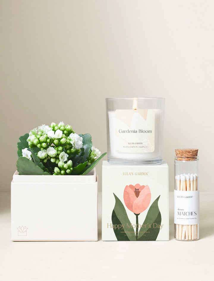 Mother's Day White Kalanchoe Garden Gift Set