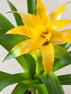 Mother's Day Yellow Bromeliad Plant
