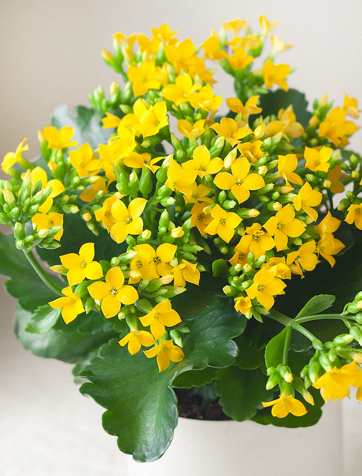 Mother's Day Yellow Kalanchoe Plant
