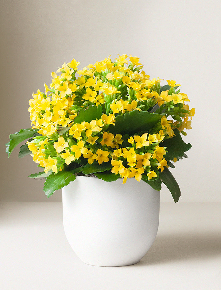Mother's Day Yellow Kalanchoe Plant