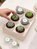 Lula's Favors 6-Pack Succulents - You Did It - Image 