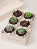 Lula's Favors 6-Pack Succulents - You Did It - Image 