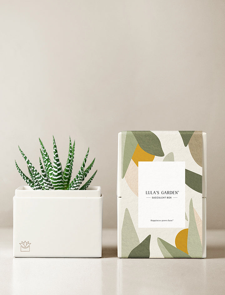 lulus garden succulent box Succulent Gift Delivery | Glow Succulent Garden