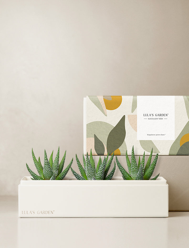 Succulent Gift Delivery | Zebra Garden | Unique Plant Gifts