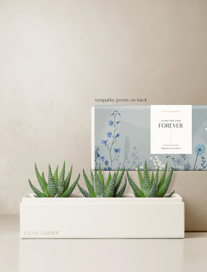 bring succulents back to life Succulent Gift Delivery | Zebra Garden