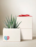 Fourth of July Petite Zebra Garden - Image 