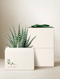Wellness Month Petite Zebra Garden - Image 