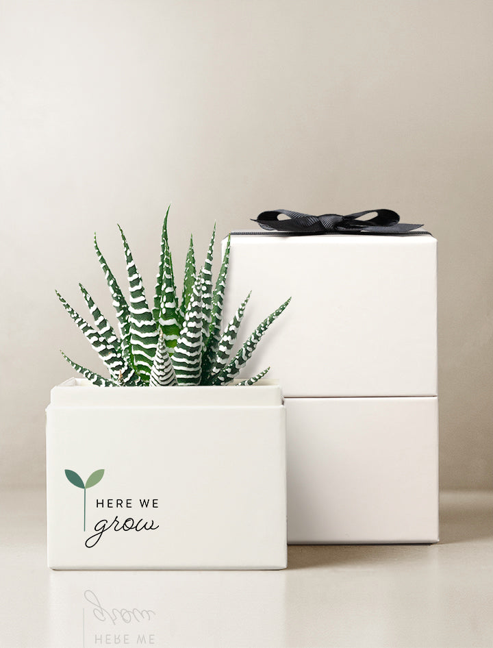 Back to School Petite Zebra Garden