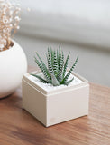 New Year's Petite Zebra Garden