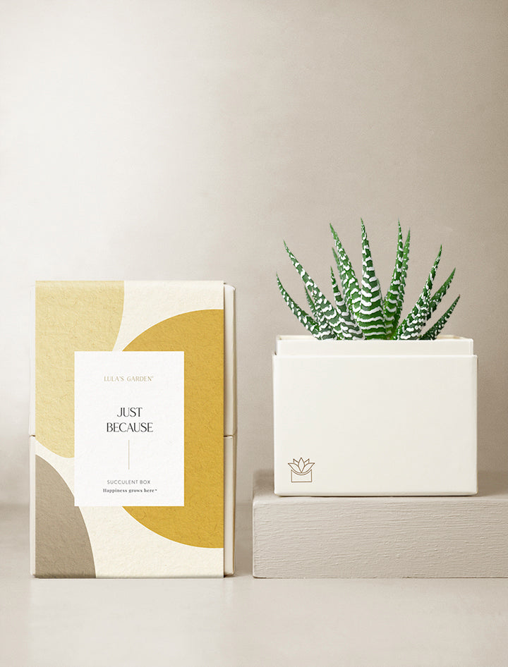 cute succulent gifts The Petite Zebra Garden | Succulent Gifting