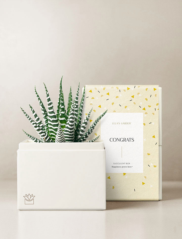succulent pocket square Succulent Gift Delivery | Petite Zebra Succulent Garden