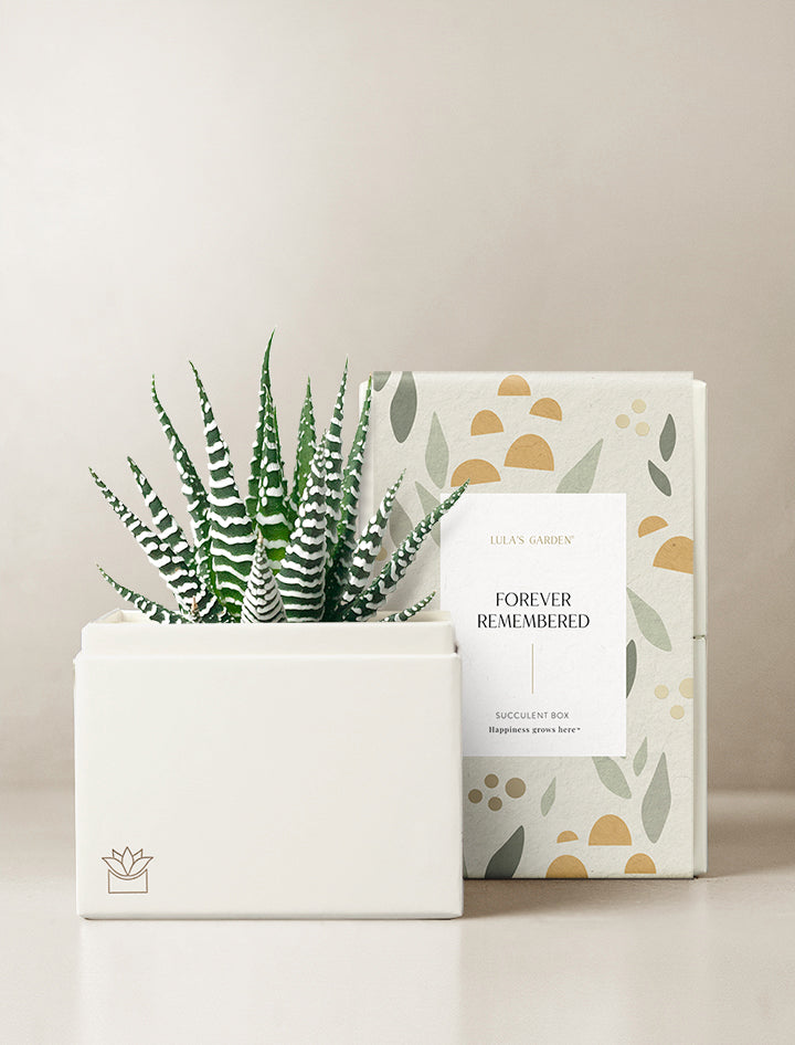 同級生 Forever Collection LD BOX RE4700 Succulent Gift Plant Delivery | Forever Remembered Petite Zebra