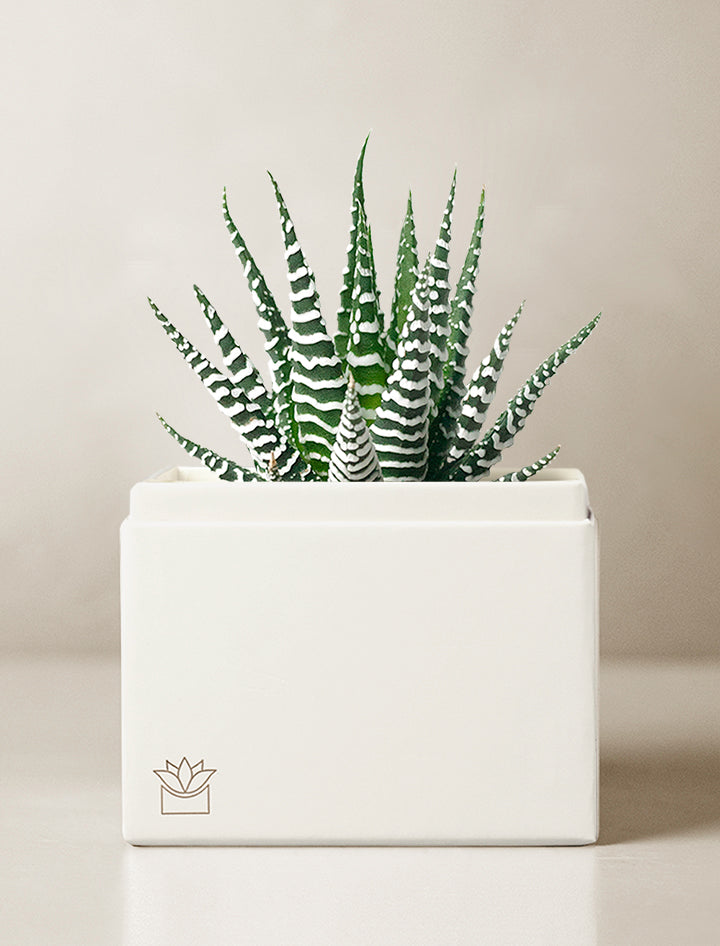 square succulent Succulent Gift Delivery | Get Well Gifts