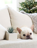 Holiday Petite Zebra Garden - Image 