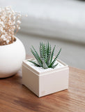 Holiday Petite Zebra Garden - Image 